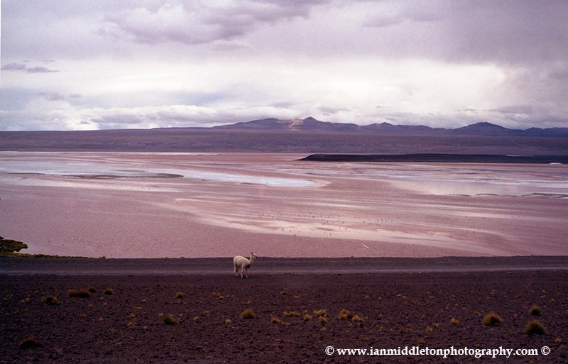 Laguna Colorado on the Bolivian Altiplano