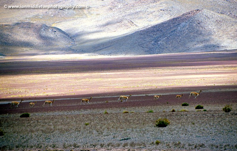 Vicuñas running across the Bolivian Altiplano