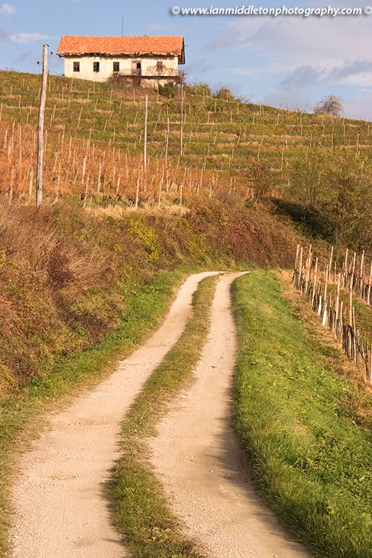 Cycling routes through vineyards near Brezice