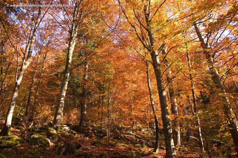 Kocevje forest in autumn, Slovenia