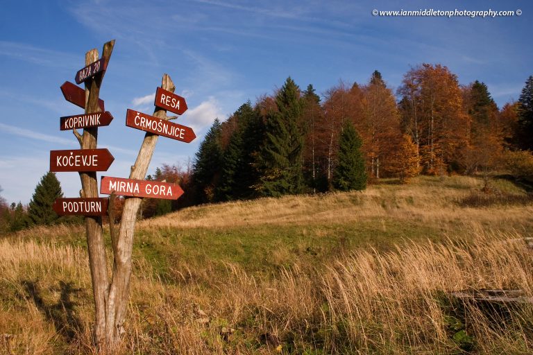 Kočevski Rog, the forest of Kočevje, Dolenjska, Slovenia.