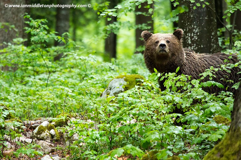 In Search of Bears in Slovenia Ian Middleton A leisurely walk in the woods in many countries, especially in my home country of England, invokes an image not only of peace and tranquillity, but also one of relative ease and safety. One of the advantages of the UK is that nothing really dangerous lurks in our woods; other than the odd crazy person with an axe or a gun. In Slovenia however, while you are less likely to encounter an axe-wielding homicidal maniac, there are other more natural dangers to be aware of: There are bears in Slovenia! If you go down to the woods today, the likelihood that you’ll encounter a bear is extremely low. Over the years I have frequently gone driving and walking in areas where I had hoped to see or photograph them. Not a single sighting. Yet there is an estimated 800-900 European Brown Bears in Slovenia, bearing in mind (pun intended) that many of these bears and other wildlife routinely wander between Slovenia and Croatia. The brown bear is an elusive creature and at best it’s safer to go with a hunter, or an organised tour. A few years back I did manage to find someone who had setup a series of hides specifically designed for photographers, so I was able to finally go on a bear watch and capture some great photos. However, while these are ideal for serious amateur or professional photographers, they are not so good for tourists who simply want to see the bears but don’t have the expensive camera equipment required to photograph them. So imagine my delight when I found Bears and Wildlife Tours. Based at the tourist office in the little village of Hrib, in the municipality of Loški Potok, they offer an array of wildlife watching tours as well as bear viewing huts. But the most intriguing of all, was the offer of staying the night in a simulated bear cave. I had to go and see. The journey took me south from the capital Ljubljana to the border with Croatia, where I met with Tjaša, who organises and coordinates the tours, and Stanko, a local hunter and guide. We were already late into September so they told me that the chances of a sighting were low because the bears usually come out late in the evening, and as the sun is now setting earlier it would more than likely be dark by this time. But they would take me to see what they had to offer anyway. Over a strong cappuccino, they told me a little about the bears and what they offer. They currently have about 7 hides in total, 3 in the Loški Potok region. This gives them much more scope to ensure a sighting for their guests. “We have never seen the same bear at each of our hides. The bears travel around 60kms per night or day. Many go from Loški Potok to Cerknica, and of course across the border,” said Tjaša. The bears tend to travel over a specific area. A mother bear can remember from 5 years before where she got a good meal. Amazing, I struggle to remember where I ate yesterday! Their numbers are increasing. In 1960 there was an estimated 150 bears in Slovenia. In 2018 that number was around 900. These numbers apparently swelled during the Balkan conflict; where many bears I guess fled here for asylum! I asked how it’s possible to know the numbers. “Hunters collect bear poo and send it to Ljubljana to the institute and from the DNA they can estimate their numbers. Every year the number is increasing,” replied Tjaša. Mother bears in Slovenia are now giving birth to 3 cubs instead of 2. Rarely before have bears had more than 2. This is also an indicator that the quality of their habitat and food source is improving. 2018 was a particularly good year for food, as conditions that year made not only the forest rich with food, but the village orchards were overgrown with fruit. Stanko explained to me how September 2018 has seen an unusual rise in bears coming into the villages, much more than previous years. In autumn the bears in Slovenia are fattening up for the winter hibernation. The improved quality of the habitat is partly down to conservation work, and rules being enforced that prevent hunters or bear tour organisations from feeding the bears in Slovenia within 2kms of a village. This helps stop the bears from wandering into villages in search of food and prevents any incidents with locals, and also accidents with cars. One of the biggest threats to the bears is being hit by cars. Every year the government sets an annual cull to try to control the population. For 2019 it was 200, increased from previous years because of the reasons above. However, this decision was suspended by the administrative court after a case was brought by the environmental protection organisation Alpe Adria Green (AAG). A Winter Den and Bear Jacuzzi After coffee we headed out for the first part of the tour. Stanko drove us to a location a few kilometres outside of town, where we stopped beside a forest road. He pointed to the forest and said that just up the hill is a winter den for a mother bear. He explained that bear dens are always close to water, so they can often be close to the road and village. Stanko and Tjaša then pointed to a stream running out of the forest to the roadside and told me how the bears will seek out sources of water, especially when it’s very hot. These pools of water or streams are mostly deep in the forest well away from people and villages. However, they are also found on roadsides like this close to villages, because the water that runs off the forested hillsides collects in pools by the road. Stanko explained how he regularly comes here deer hunting and early one morning, around 5am, spotted a bear immersed in a pool of water up to its neck, with just its head poking out the surface. “I call it the Bear Jacuzzi”, he laughed. The bears often come to these roadside pools to cool off in the heat of the summer days, and Stanko, and likely many locals, see them as they drive these forest roads. Mushrooms – A national sport I then followed them up the hill to the winter den. On the way Tjaša picked some mushrooms and described how to prepare them. Mushroom picking, along with other forest fruits, is a national sport here in Slovenia. Every season the forests are packed with locals out mushroom picking, and they are usually racing each other to get the best and most. She also explained how to tell the difference between a poisonous and non-poisonous one. “I’ll take these to my mother in law’s tomorrow for cooking,” I said. I feel I should add here that I fully intended to give my mother in law the non-poisonous mushrooms. Slovenian folklore says that if you see a mushroom in the forest you must pick it immediately, no matter how big or small it is. Once someone has seen it, the mushroom will stop growing. Tjaša also explained that when you pick a mushroom you must clean it there and then in the forest before you take it away. The bear cave Bears hibernate during the winter in a den, essentially a small cave deep in a hillside. The entrance is narrow, but inside it is very wide and deep. The bear can get inside because its head and neck are very small and it doesn’t have a collar bone, so can squeeze its body through. The bears enter the den when the first snow comes, or before if it’s a pregnant female. She will give birth in January and emerge from the den in April with her cubs. The cubs remain with the mother for two years. Therefore the bear has cubs every three years. The male bear typically weighs 300kgs, while the female weighs 150kgs, so they can tell by the small size of the den that this is for a female only. Responsible tourism Bears and Wildlife Tours believe in keeping tourism to a minimum. To that end they don’t have tours every day in the same location. This way the wildlife isn’t disturbed too much. Bears can smell fresh blood from up to 4 kilometres away, and have excellent hearing too. If too many people are around the bears will hear and keep well away. Unless you are hunting! On the way to our next destination, the viewing cave, Stanko told me a story about a time he shot a roe deer. Afterwards he placed his rifle against a tree and proceeded to cut open the deer and gut it. When he had finished pulling everything out, he took the gutted deer to his vehicle about 400 metres away. Upon his return, Stanko got to within 100 metres to discover that between him and his rifle was a big male bear feasting on the leftover deer. It was not the most ideal of circumstances, so Stanko had no choice but to patiently wait before he could retrieve his firearm. So to not only ensure the safety of visitors, but also ensure they don’t scare away the bears and other wildlife, they practice responsible tourism and ensure the numbers are kept low, and wildlife tours are conducted in different places each time. There are very strict rules governing hunters and tourist organisations offering wildlife tours or trips to see bears in Slovenia. Along with the 2km rule, it is forbidden to feed the bears with farmed meat. But when gutting a deer it’s permitted to leave the leftovers in the forest for the bears to find, as long as they don’t find you first! But while an attack is undoubtedly terrible for the victim, it also means a death sentence for the bear. Once a bear has attacked a human being, it will be hunted down and killed. So these rules are not only there to protect people, but to protect the bears in Slovenia too. Despite its love for meat, bears are actually 90% vegetarian. A sobering thought when you are just about to trudge through bear country. Off to the bear viewing cave We then headed off to the starting point of our walk deep into the forest to one of their viewing huts and, in this case, the bear viewing cave which you can sleep in. Along the way we spotted some wolf tracks, apparently attracted here because it’s deer mating season. As we got deeper into the woods I was told that from here on we must be very quiet and talk in whispers, or else the bears will sense us. In our case, we were here to spot them, so didn’t want to scare them off. I just hoped the big bucket of apples that Tjaša was carrying wouldn’t encourage them to overcome their fear of humans! What to do if you encounter a bear Contrary to popular belief, bears are not the man-eating beasts they can often be portrayed as. In fact, they are very nervous creatures and will likely hear you first and keep well away. Attacks are usually the result of a bear being startled by a walker, or often a bird watcher who is not making any noise; or a photographer sneaking around to take photos. The bear will only attack if it sees no means of escape. Or if you inadvertently come between a mother and her cubs, you’re in for trouble. Ordinarily when walking in the woods the advice is to never walk alone, and walk and talk (but don’t shout), make as much noise as possible in order to stay safe and avoid startling a bear, or other wild animal. This way the bear will hear you first. There are many stories about what to do if you happen to surprise a bear. Although the instinct is to run, this is apparently the worst thing to do. A bear can run much faster than you, and if you run it will see you as a threat. Some say you should grab a stick and make yourself look big and loud. If the bear charges at you, remain still. Chances are it is a bluff and will veer away at the last minute. An elderly American once told my dad that he had done this. He stood his ground and sure enough the bear veered away at the last minute and ran off into the forest; and the man no doubt headed off for a change of underpants. Apparently, if it isn’t a bluff then your only option is to drop to the ground and curl up into a foetus position; and cry like a baby, I imagine! Another crazy theory I heard is that you should run downhill, because the bear’s front legs are shorter and it cannot run fast downhill. But Tjaša laughed and said that the bear will still outrun you. Tjaša’s advice is simple: back away slowly, always keeping your eye on the bear and it will very likely run away from you. The Bear Cave When we arrived at the viewing spot, a wide open meadow at the edge of the forest, Stanko went off alone first to check it was safe. Then they both prepared the food they would put out to try and attract the bears; Tjaša didn’t touch the food to ensure any human scent was kept to a minimum. For obvious reasons, the area was a short distance away from the viewing area. Tjaša explained that, for the reasons above, Stanko alone must go; no one else, not even her. This particular viewing area is actually right beside the Croatian border. There are two places from which to observe the bears. The first is a viewing hut setup for both photographers and casual observers. The second is the specially designed bear cave. Here they have built a small wooden room into the rocks that is designed to simulate a bear’s den. Inside I was surprised to discover a cosy double bed and a row of seats next to small windows that look right out across the field to where the bears will hopefully come. Stanko returned with a special night vision camera that they clamp to a tree where the bears are. It is triggered by movement so they can see when they are active at night. The previous night they came at 9pm, after dark. This was not looking promising for me. But as they had explained I was well into September now so the chances of a sighting during daylight were much lower. The camera also showed a bear was here at 8.30 in the morning. So this goes to show that a night in this bear cave will undoubtedly increase your chances of a sighting. Sadly, commitments elsewhere meant I couldn’t stay the night. The best time to take this tour is in high summer, from late May through June and July. August is also a possibility. The tours start at 16:00 and end at 22:00. There are several observation points like this, all on hills in areas of wide open space with lots of light. But there is only one bear cave, and in this case you get to spend the night here. Naturally this increases your chances of a sighting, because you can also wake early and likely see them in the early morning. Soon after, Tjaša and Stanko left. Just before he bolted the door, Stanko looked at me and said: “Do not go outside.” I had no intention of doing that. I was alone. All was quiet. I settled down for the evening, camera ready. When I had been on the photography tour a few years before we were extremely lucky that, not more than 30 minutes after settling into the observation hut, a couple of one-year old cubs came, followed by the mother and soon after a big male. As the time ticked away I continued to live in hope. A bird of prey was swooping by occasionally, but sadly no bears. Stanko returned to collect me after dark, and we trudged on through the forest without torches back to the car. Along the way he told me how he had been privileged to see a lynx in the forest. The Eurasian Lynx was reintroduced to Slovenia in 1973 by a hunter’s initiative. The current population is estimated at about 15-20. Thus not only are their numbers low, but they are very shy animals so a sighting is extremely rare. He showed me a photo he had. “It was a big privilege for me,” he said, proudly. The love and respect that both Stanko and Tjaša have for the bears and other wildlife, is clearly evident. All this just goes to show how difficult it can be to spot the wildlife, and how important it is to go with an organisation like Bears and Wildlife Tours. Not only will they ensure your safety, as long as you follow their rules and instructions to the letter, but it will increase the chance that you too will be privileged enough to see one of these magnificent animals in their own habitat. I had seen them before, but sadly not this time. However, I plan to return in May or June for another tour, and maybe even an overnight stay in a bear cave! Info If you would like see bears in Slovenia, then visit the Bears and Wildlife Tours website. They also offer other wildlife tours, including as well as the bear cave, the opportunity to sleep on a rocky shelf in the forest and experience the sights and sounds of nature, with your guide there to keep you safe. More info and bookings here: www.bearsandwildlife.si