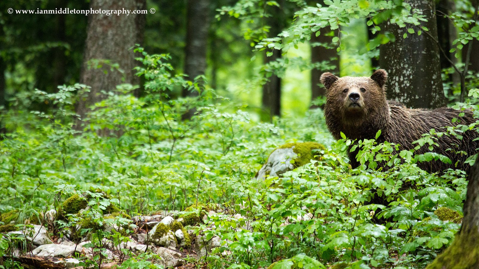 Brown Bear in the forest in Notranjska, Slovenia.