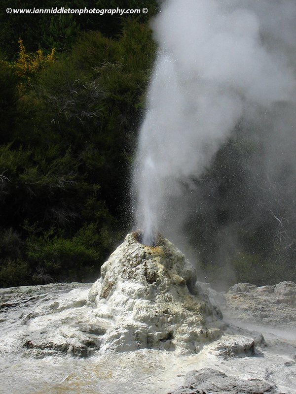 Lady Knox geyser at Wai-O-Tapu Thermal Wonderland