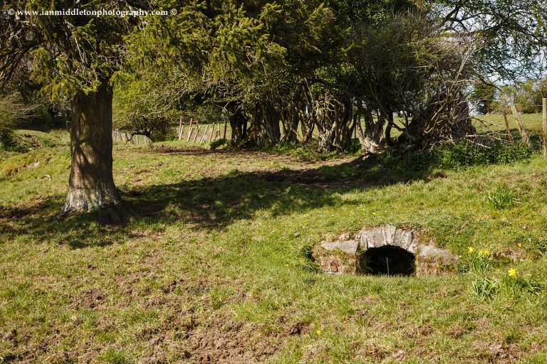 Trinity Well, in the grounds of Newberry House, near the village of Carbury, County Kildare, Ireland. Trinity Well, known in ancient Irish legend as the Well of Sergais, is the source of the magical River Boyne. The birth of the River Boyne has its roots in an ancient legend known as the Well of Sergais. It’s said that a long time ago when the Gods walked the earth there was a well shaded by magical hazel trees bearing crimson nuts. It was believed that whoever should eat these nuts would be graced with the knowledge of the world. The nuts fell off the trees and into the well, and were eaten by one of the vividly coloured salmon who swam there. For this reason, it became known as the salmon of knowledge. This well was owned by the God Nechtain, who was very possessive of the well. Only he and his three cup bearers were allowed anywhere near it. But one day his wife, referred to as Boann or Boínn (meaning she who has white cows; white cows were considered cows of the otherworld), was overcome with curiosity one day and went to the well without Nechtain’s permission or knowledge. There are various stories as to what she did there, but whatever it was resulted in the well overflowing and gushing forth onto the surrounding countryside and forming the Boyne Valley. Legend says the Boann inhabits the Fairy Mound where Newberry House now stands. It's here that the legendary Irish Giant, Celtic warrior and leader of the Fianna, ate the Salmon of Knowledge and gained the wisdom and power that enabled him to regain his rightful place as leader of teh Fianna and go on to become Ireland's greatest warrior and protector. The well was since christianised and is now known as Trinity Well. Every year the local priest peforms the annual Rosary the first Sunday in June.